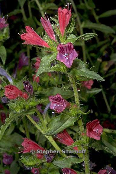 echium tuburculatum 4 graphic